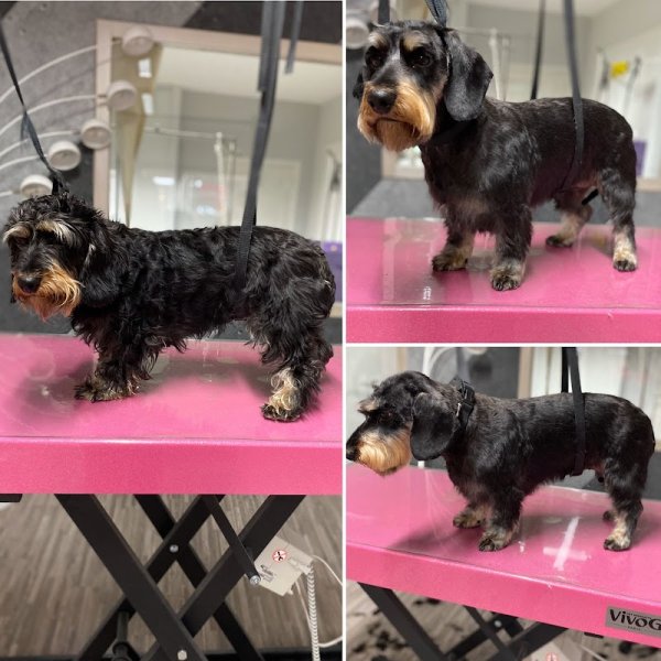 Animacouaf Toilettage Canin & Félin - photo 2