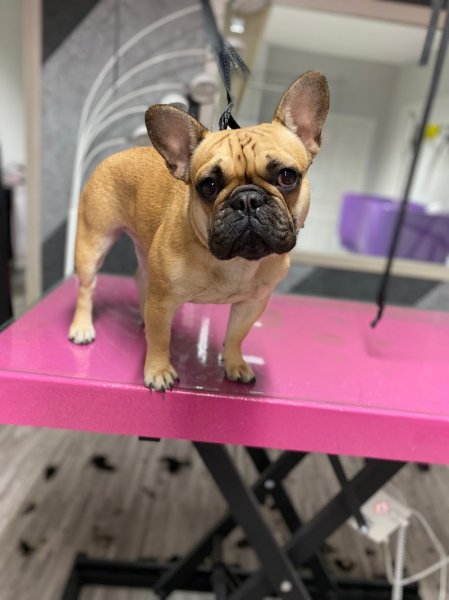 Animacouaf Toilettage Canin & Félin - photo 3