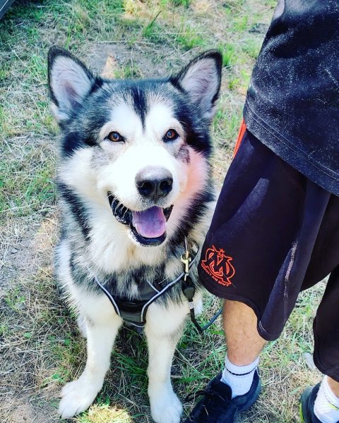 Nathan tachon - NT DOG EDUC éducation canine - photo 1