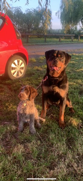 Nathan tachon - NT DOG EDUC éducation canine - photo 2