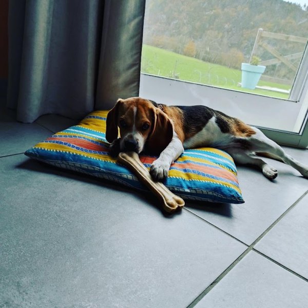 Nathan tachon - NT DOG EDUC éducation canine - photo 3