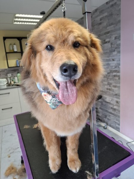 Des Idées de Chiens - photo 1