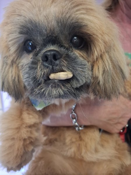 Des Idées de Chiens - photo 2