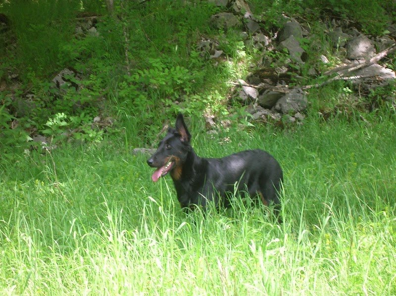 LAMICHIEN, pension canine - photo 1