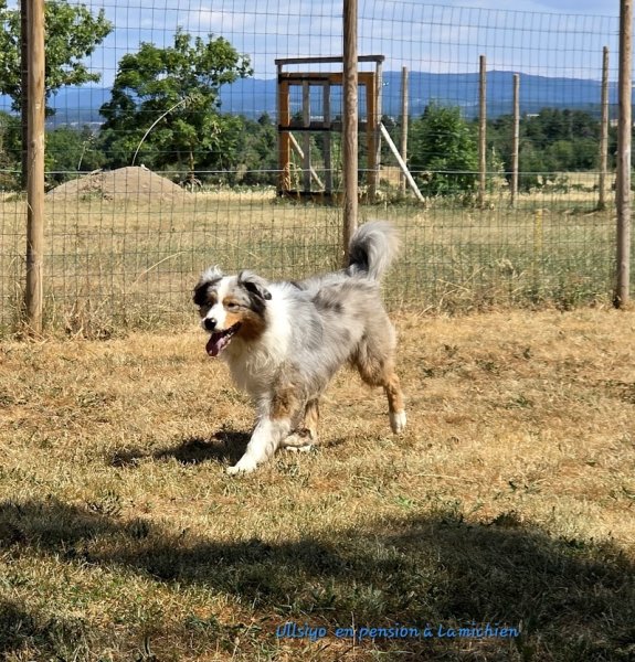 LAMICHIEN, pension canine - photo 2