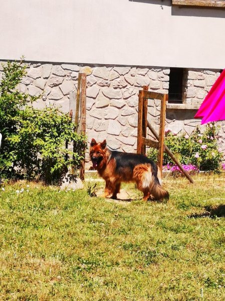 LAMICHIEN, pension canine - photo 3