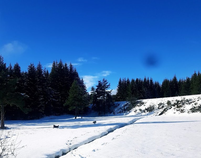 La p'tite colo - garde d'animaux, pension pour chiens - photo 1