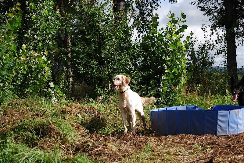 La p'tite colo - garde d'animaux, pension pour chiens - photo 2