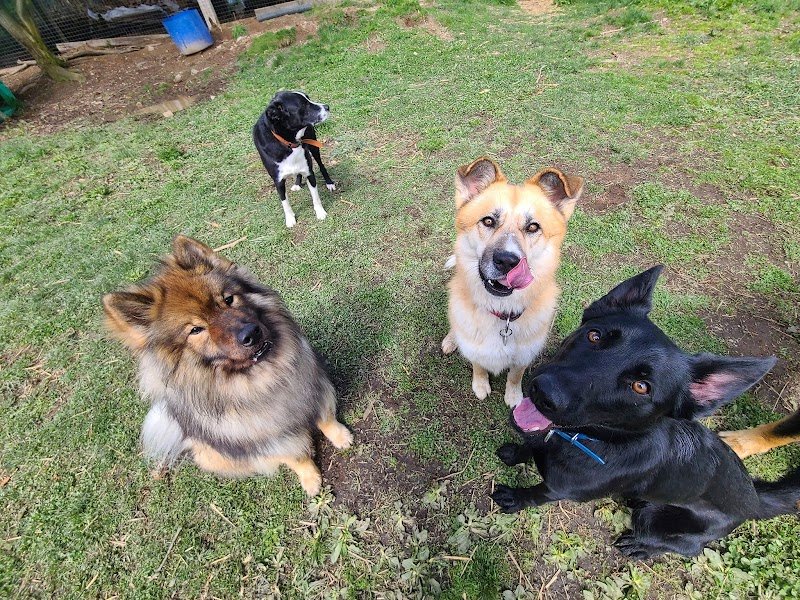 La p'tite colo - garde d'animaux, pension pour chiens - photo 3