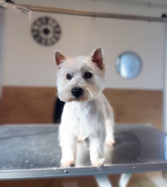 Pat à chiens - photo 2