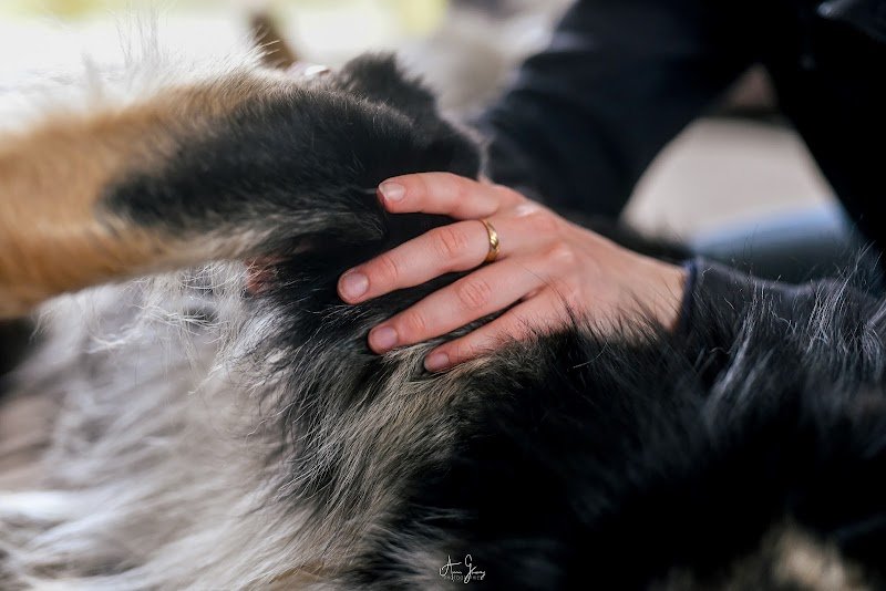 Coeur de Pattes - Massages Équin & Canin - photo 2