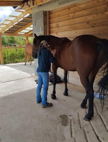 Coeur de Pattes - Massages Équin & Canin - photo 3