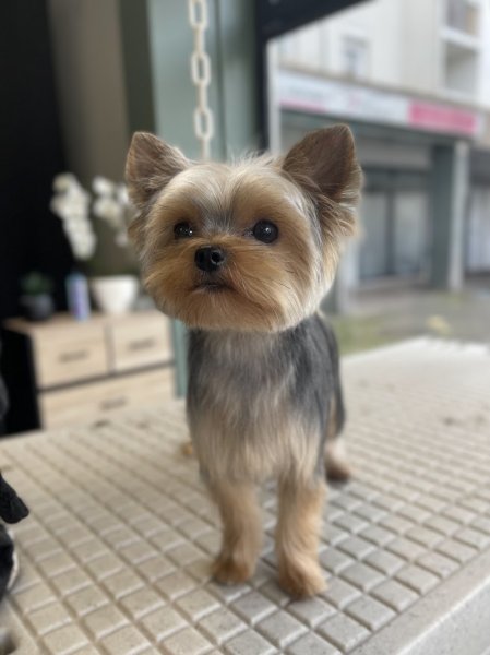 L'Atelier Canin - photo 1