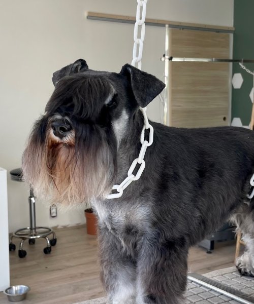 L'Atelier Canin - photo 2