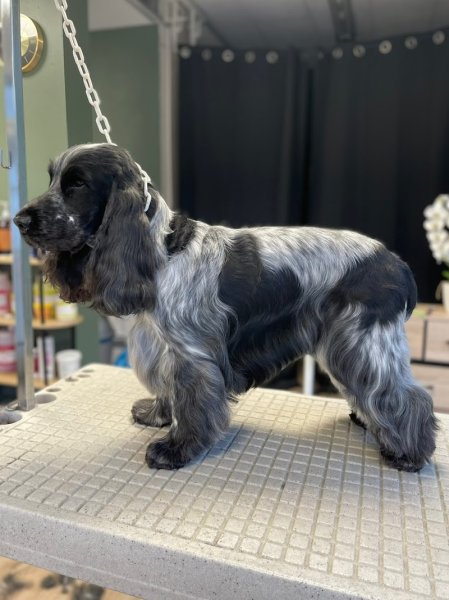 L'Atelier Canin - photo 3