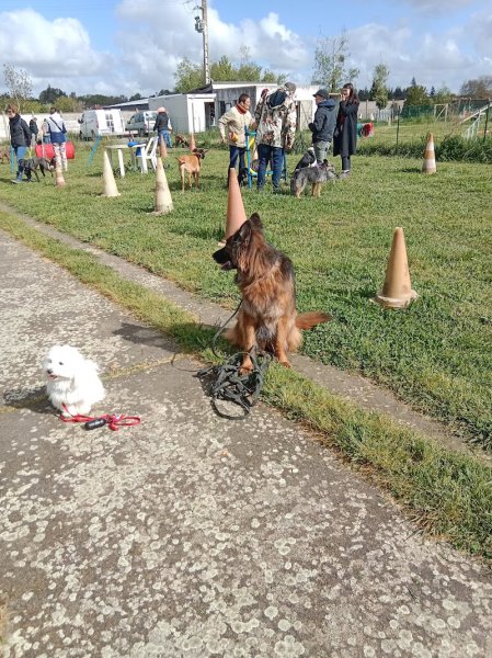 Club canin aux chiens agiles