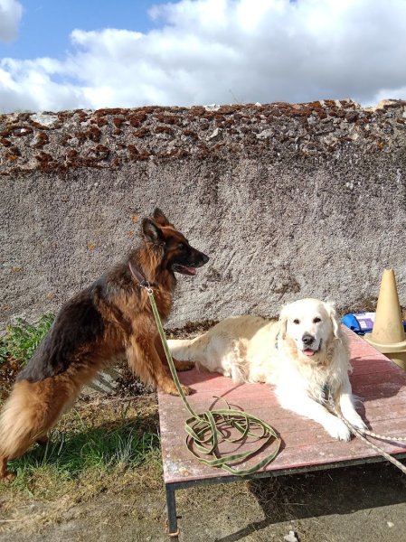 Club canin aux chiens agiles - photo 2