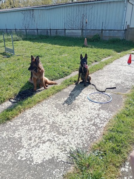 Club canin aux chiens agiles - photo 3