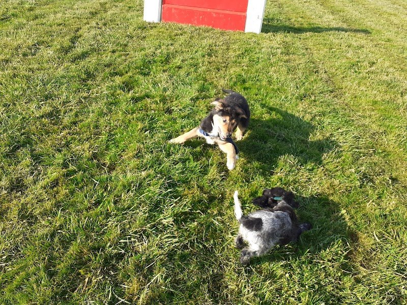 Educanine 53 Centre d'education canine