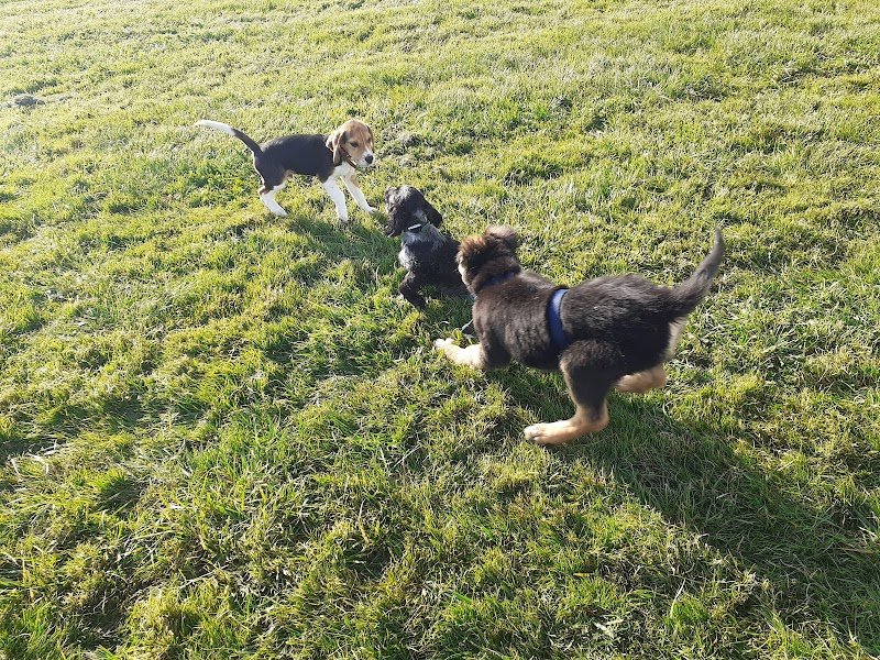 Educanine 53 Centre d'education canine - photo 2