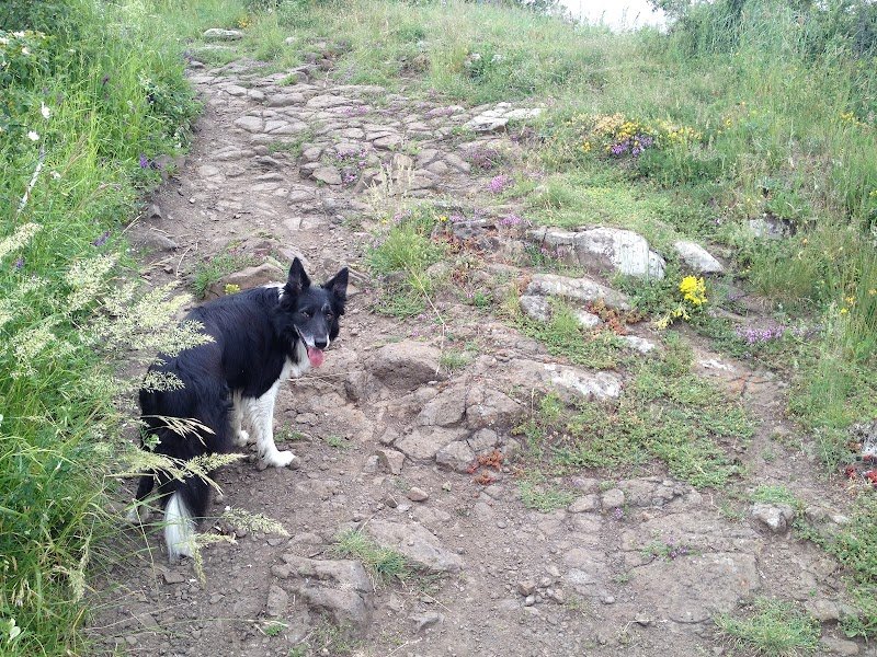 Cani-Cybel Educateur Canin Comportementaliste