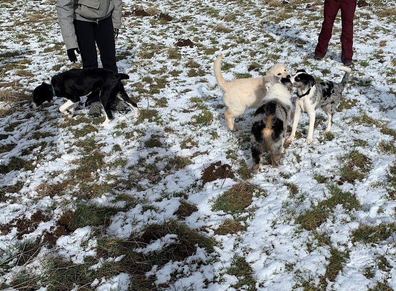 Cani-Cybel Educateur Canin Comportementaliste - photo 2