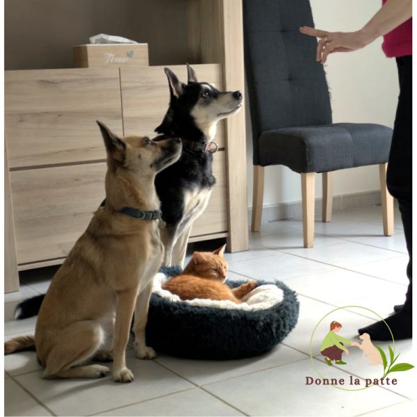 Donne la patte - Educateur Comportementaliste canin - photo 1