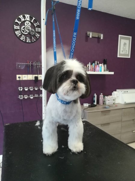 Art et Style Canin - photo 1