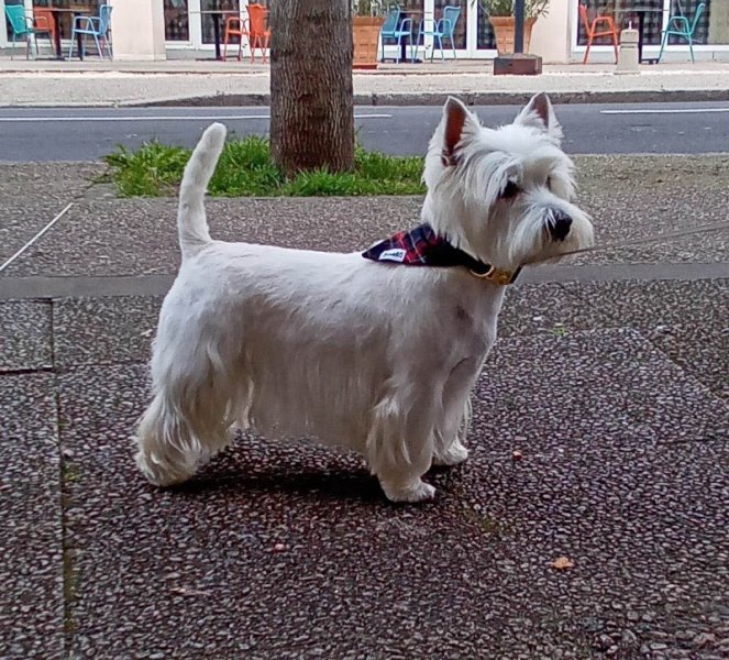 Art et Style Canin - photo 2