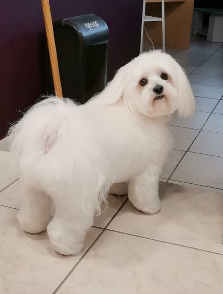 Art et Style Canin - photo 3