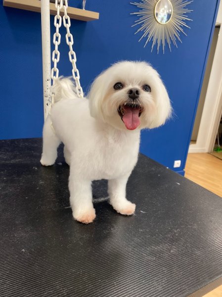 Ambiance canine - photo 2