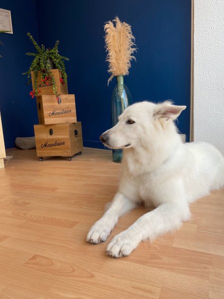 Ambiance canine - photo 3