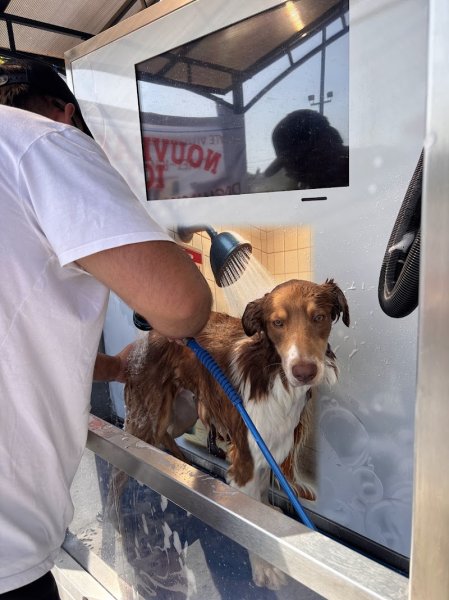 Doggybain - Le Cendre - photo 2