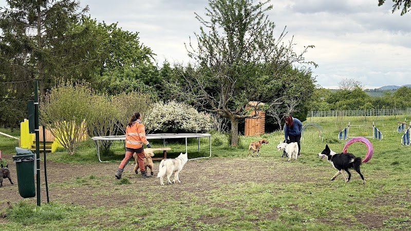Un centre aéré qui a du chien