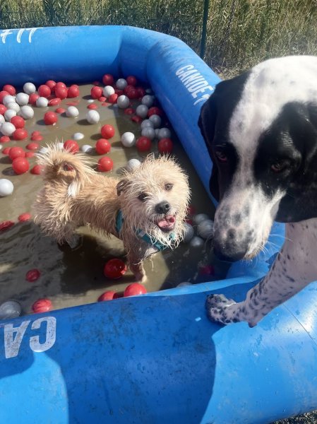 Un centre aéré qui a du chien - photo 2