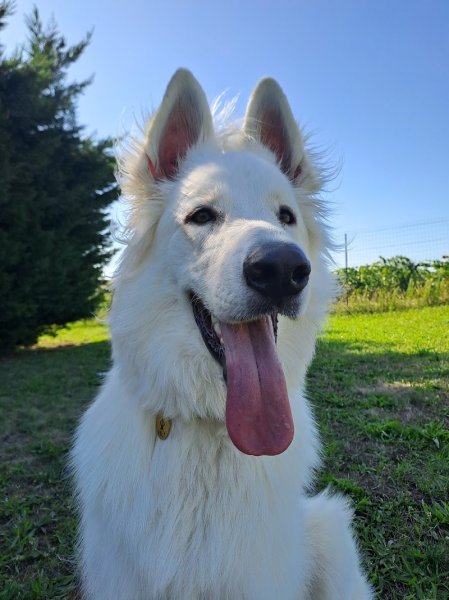 Un centre aéré qui a du chien - photo 3