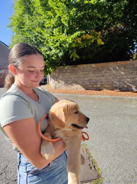 Domaine des Saphirs Dorés - éducatrice comportementaliste canin, félin, NAC - éleveuse de Golden Retriever - photo 2