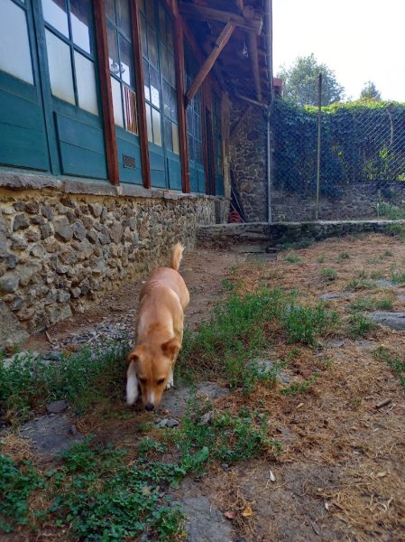 Pension canine et féline du Pré de la Côte