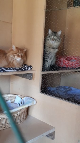 Pension canine et féline du Pré de la Côte - photo 2