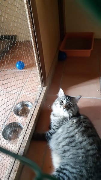 Pension canine et féline du Pré de la Côte - photo 3