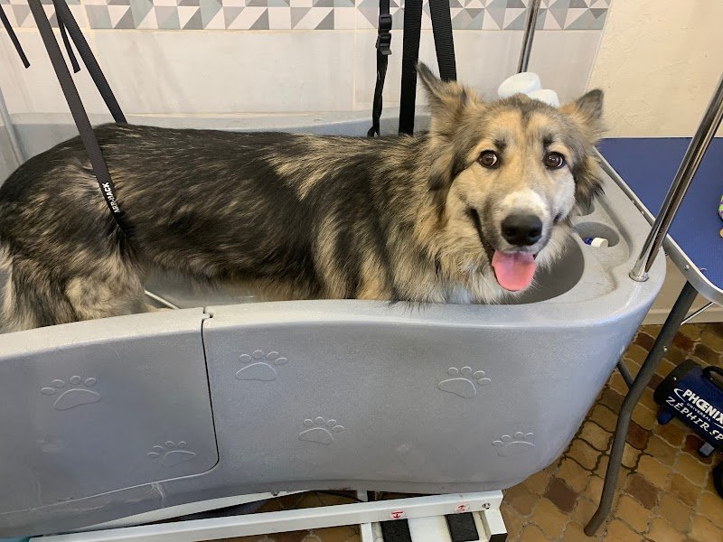 C'ouaf Dog - photo 2