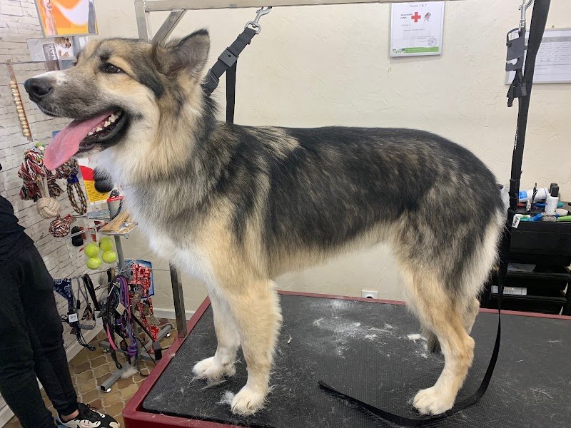 C'ouaf Dog - photo 3