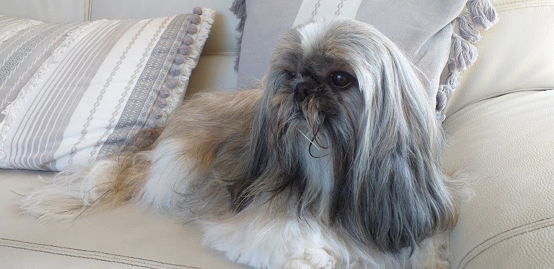 P'tit Bout De Chien - photo 1