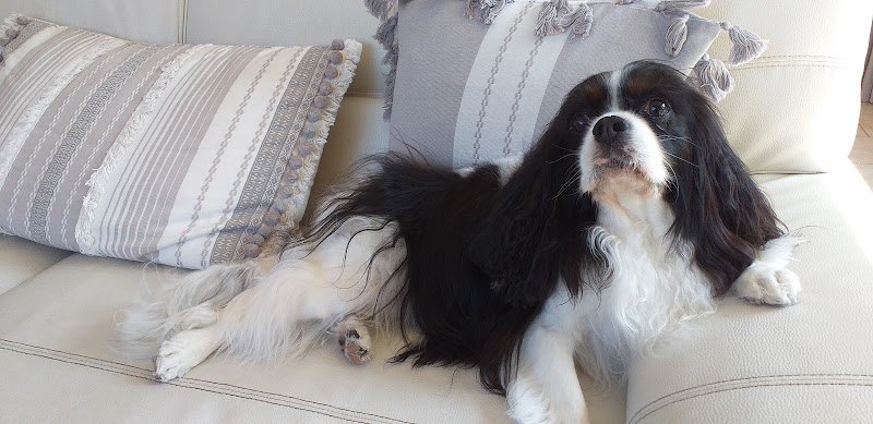 P'tit Bout De Chien - photo 2