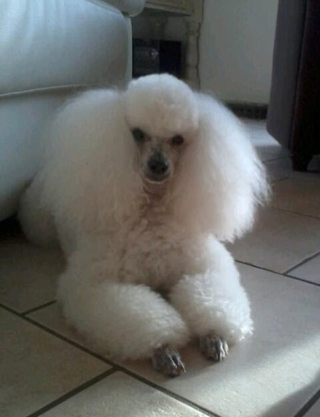 P'tit Bout De Chien - photo 3