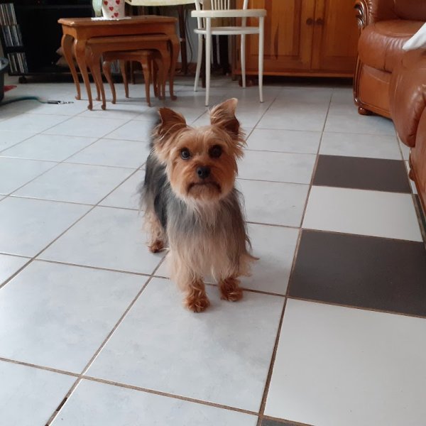 NATHALY'S DOGS - photo 1