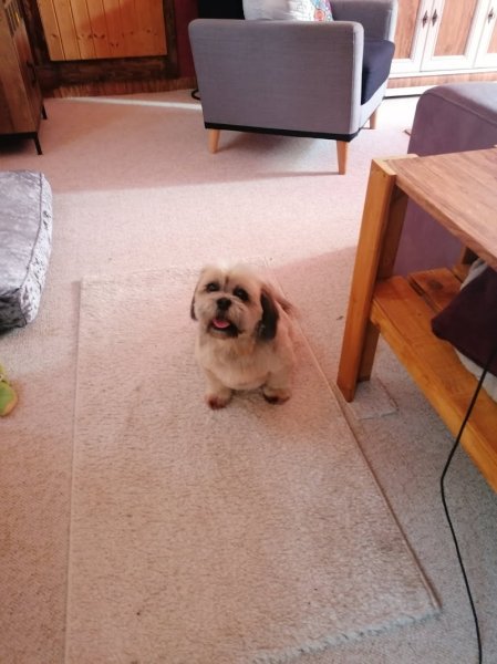 NATHALY'S DOGS - photo 2