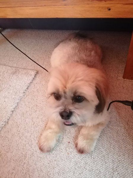 NATHALY'S DOGS - photo 3