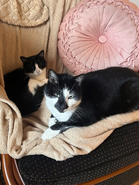 Connexion féline comportementaliste félin