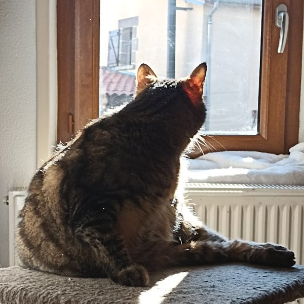 Connexion féline comportementaliste félin - photo 2